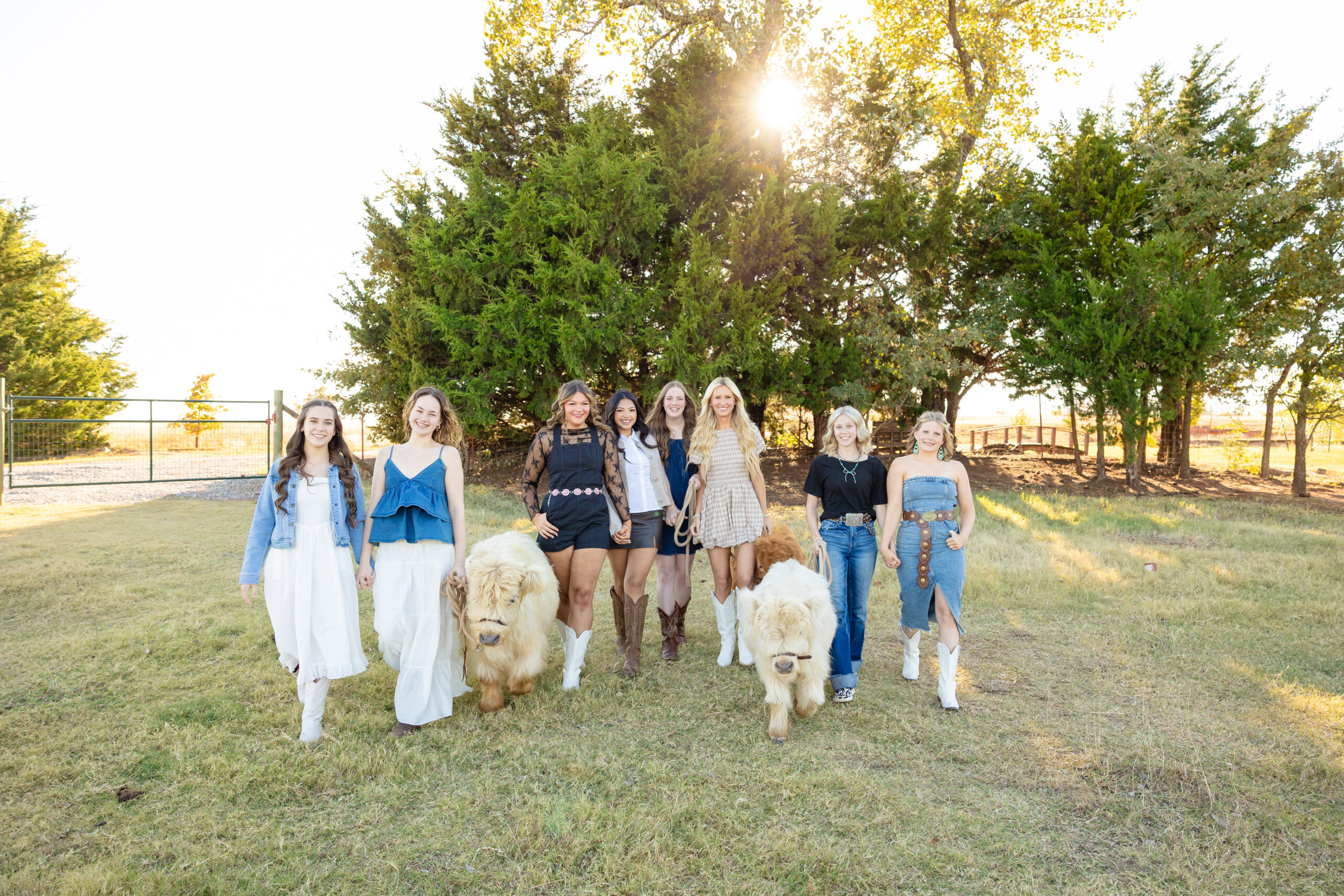 a group of senior girls with highland mini cows for senior photos in Oklahoma